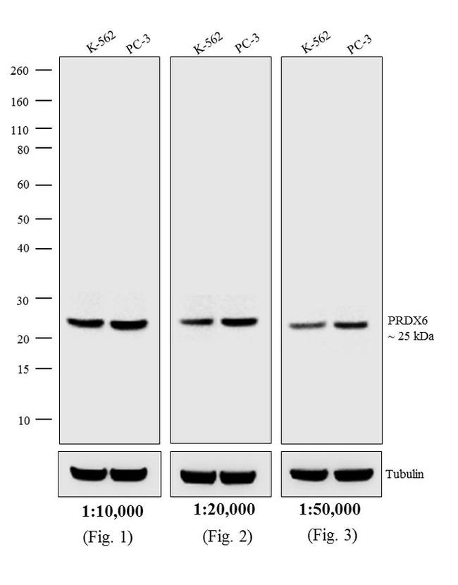 Rabbit IgG (H+L) Secondary Antibody in Western Blot (WB)