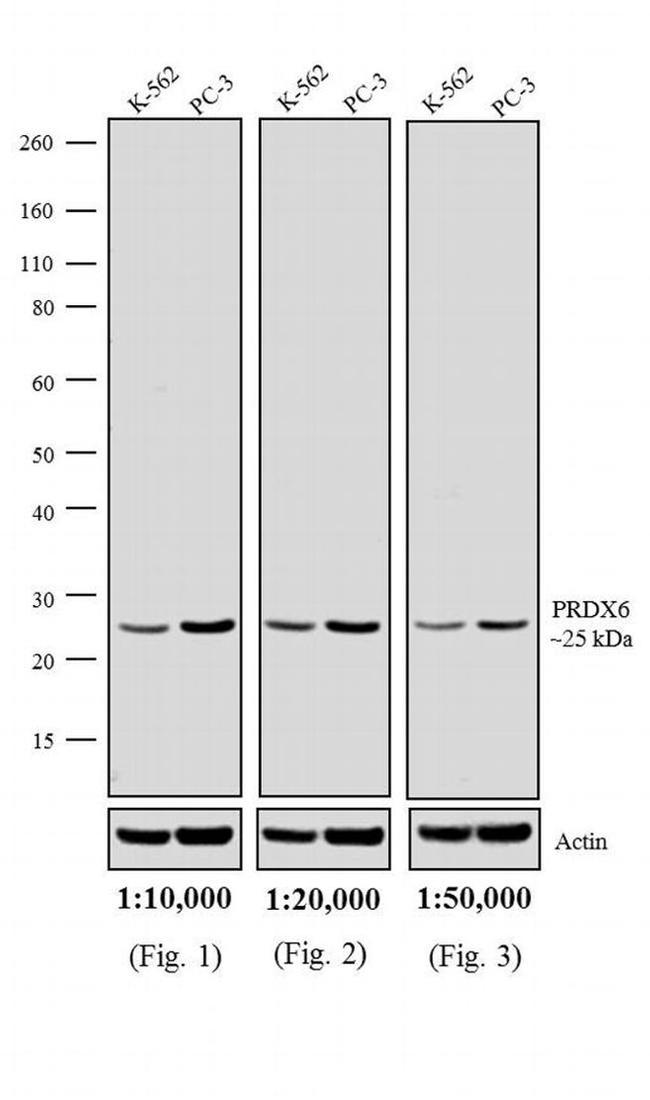 Rabbit IgG (H+L) Highly Cross-Adsorbed Secondary Antibody in Western Blot (WB)