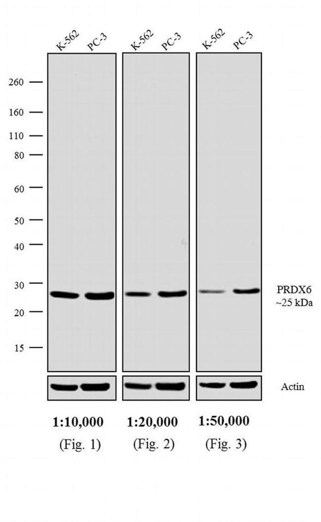 Rabbit IgG Fc Secondary Antibody in Western Blot (WB)