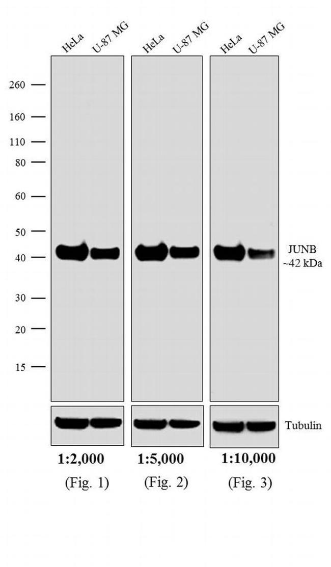 Rabbit IgG Fc Cross-Adsorbed Secondary Antibody in Western Blot (WB)