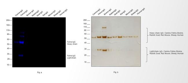 Feline IgG (H+L) Secondary Antibody in Western Blot (WB)