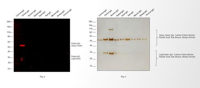 Feline IgG (H+L) Secondary Antibody in Western Blot (WB)