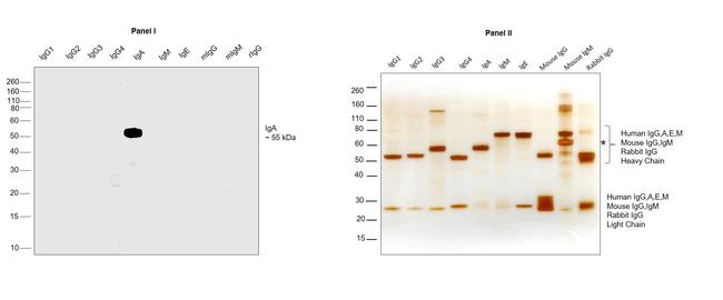 Human IgA Secondary Antibody in Western Blot (WB)