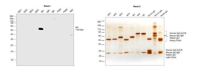 Human IgA Cross-Adsorbed Secondary Antibody in Western Blot (WB)