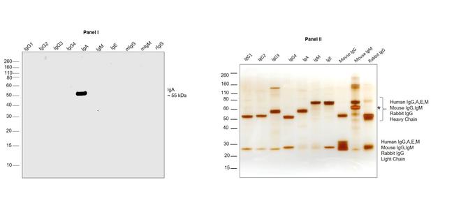 Human IgA Cross-Adsorbed Secondary Antibody in Western Blot (WB)