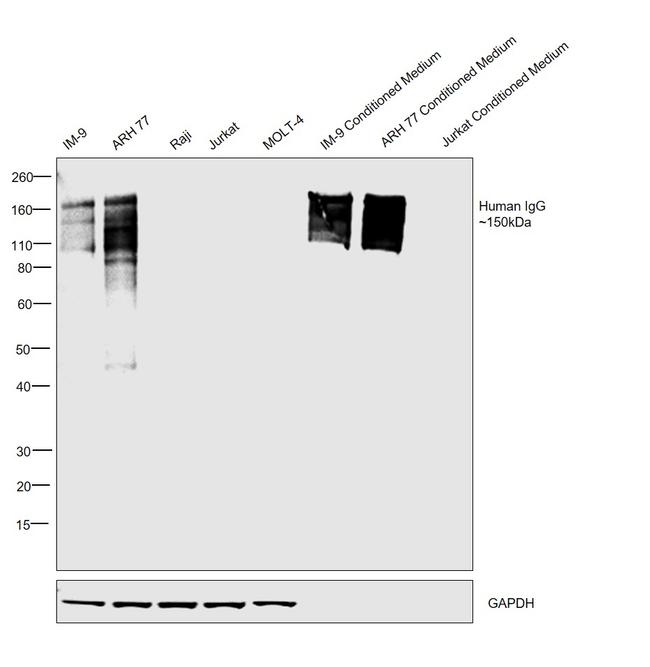 Human IgG Fc Cross-Adsorbed Secondary Antibody in Western Blot (WB)