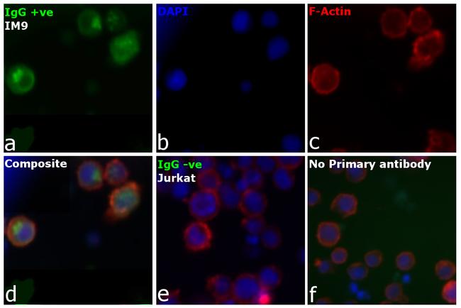 Human IgG, IgM, IgA (H+L) Secondary Antibody in Immunocytochemistry (ICC/IF)