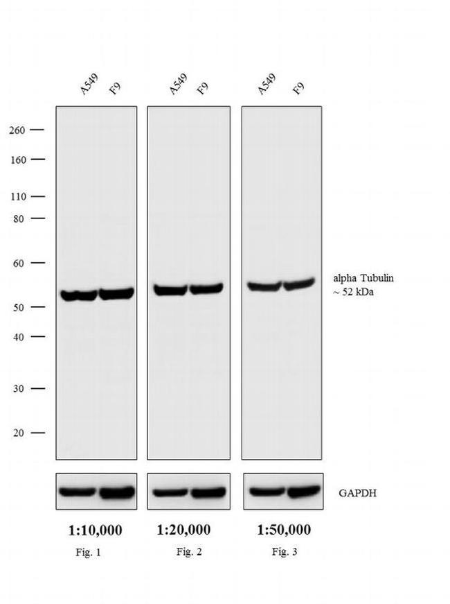 Rat IgG (H+L) Secondary Antibody in Western Blot (WB)