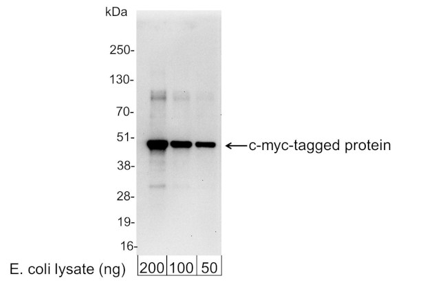 Myc Tag Antibody in Western Blot (WB)