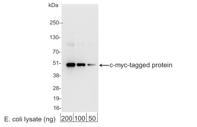 Myc Tag Antibody in Western Blot (WB)