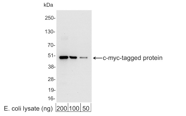 Myc Tag Antibody in Western Blot (WB)