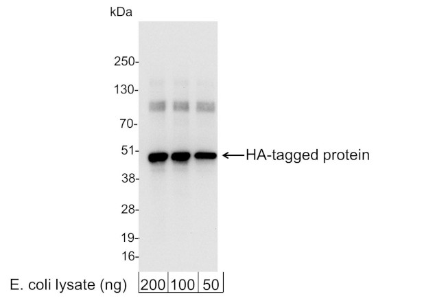 HA Tag Antibody in Western Blot (WB)