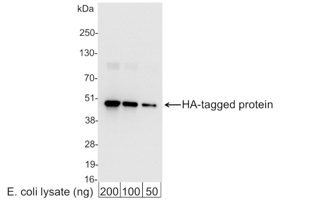 HA Tag Antibody in Western Blot (WB)