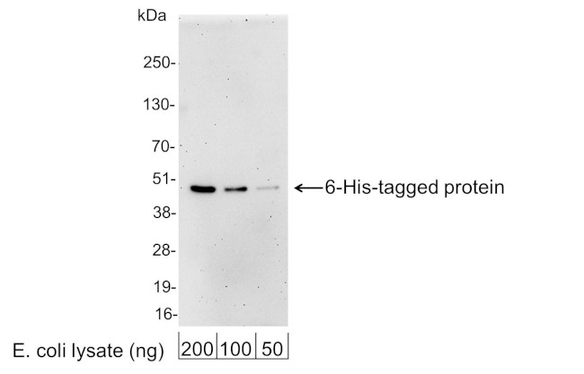 6-His Tag Antibody in Western Blot (WB)