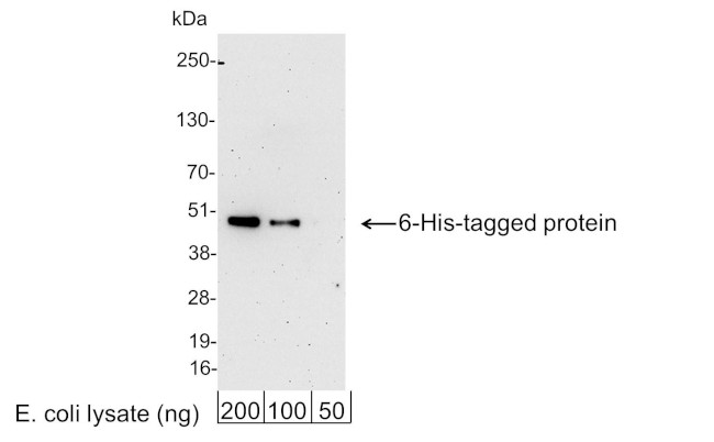 6-His Tag Antibody in Western Blot (WB)