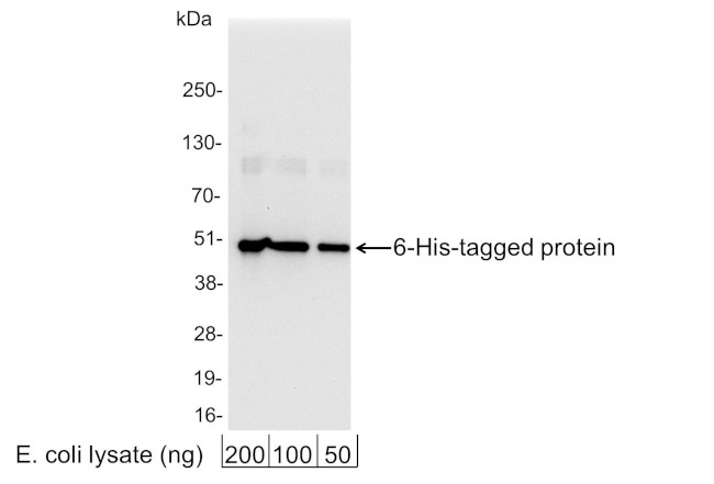 6-His Tag Antibody in Western Blot (WB)