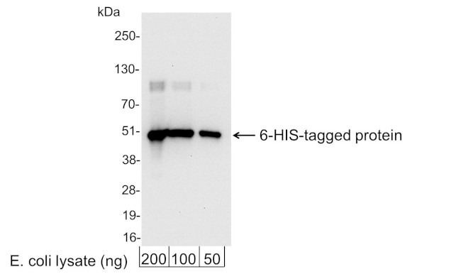 6-His Tag Antibody in Western Blot (WB)