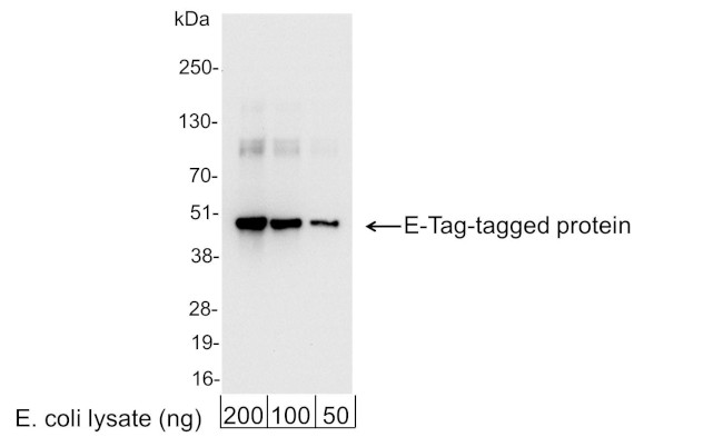 E Tag Antibody in Western Blot (WB)