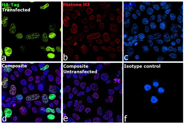 HA Tag Antibody in Immunocytochemistry (ICC/IF)