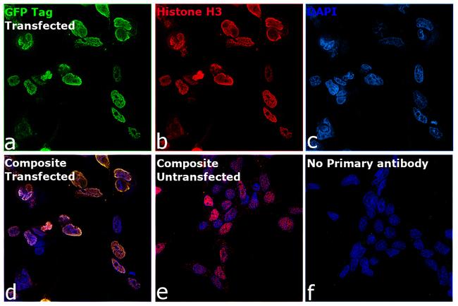 GFP Antibody in Immunocytochemistry (ICC/IF)