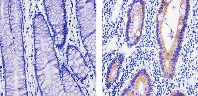 OxPhos Complex IV subunit IV Antibody in Immunohistochemistry (Paraffin) (IHC (P))