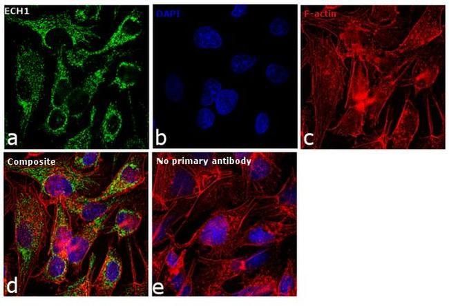 ECH1 Antibody in Immunocytochemistry (ICC/IF)