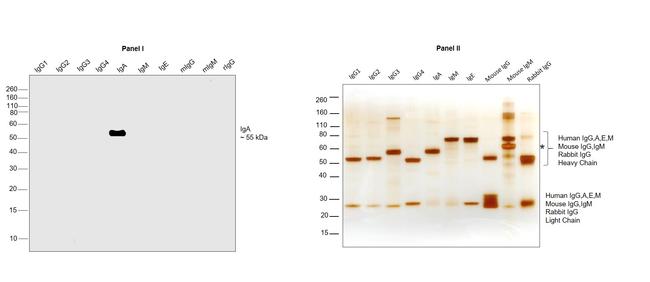 Human IgA Secondary Antibody in Western Blot (WB)