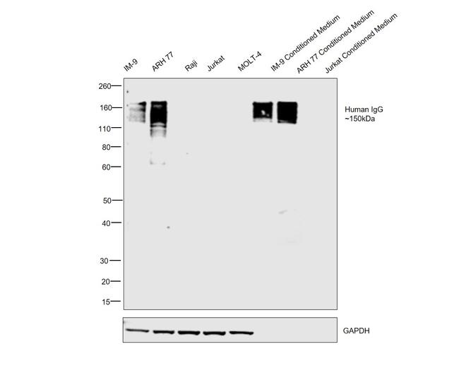 Human IgG Fc Cross-Adsorbed Secondary Antibody in Western Blot (WB)