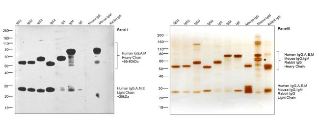 Human IgG, IgM, IgA (H+L) Secondary Antibody in Western Blot (WB)