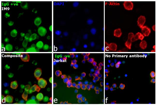 Human IgG, IgM, IgA (H+L) Secondary Antibody in Immunocytochemistry (ICC/IF)