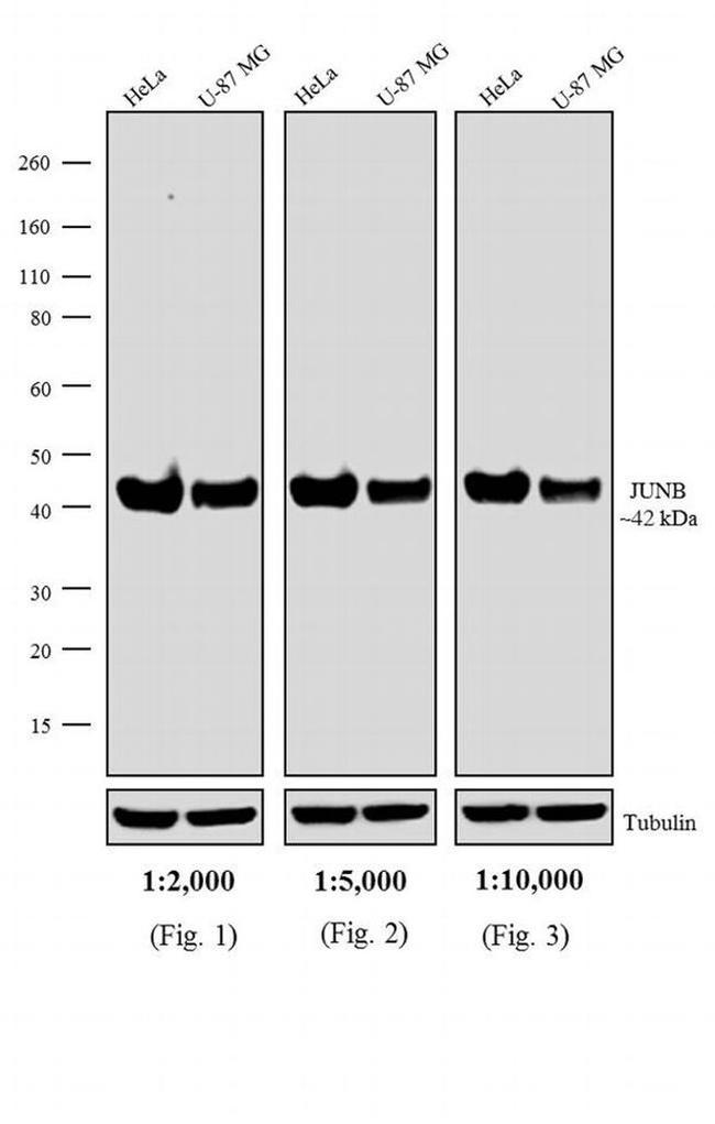 Rabbit IgG (H+L) Secondary Antibody in Western Blot (WB)