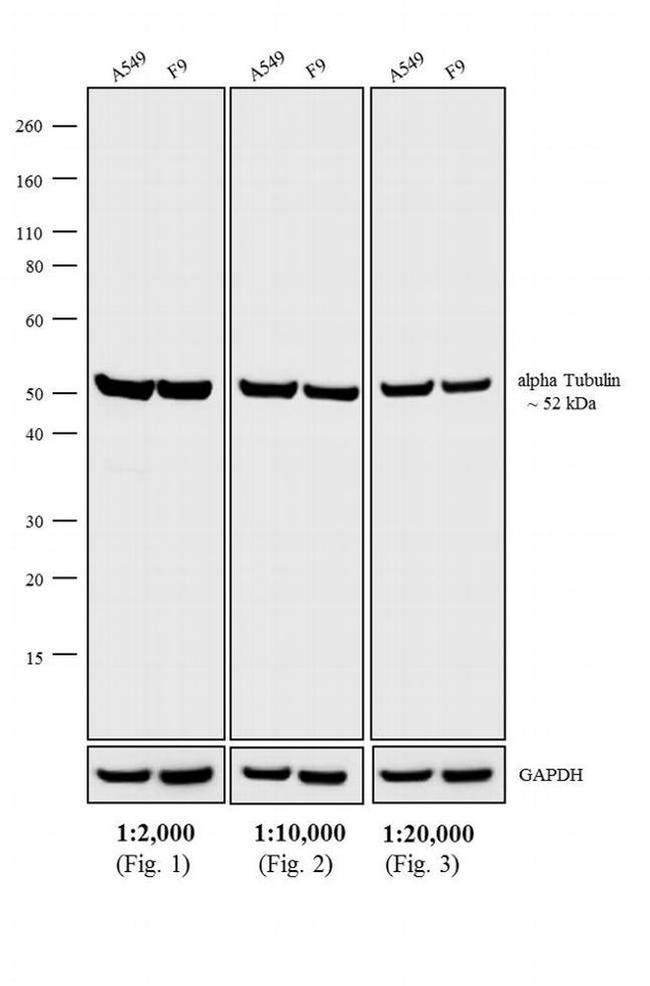 Rat IgG (H+L) Highly Cross-Adsorbed Secondary Antibody in Western Blot (WB)