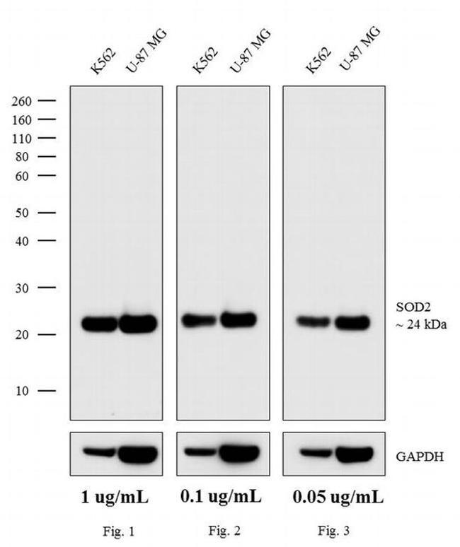 Mouse IgG (H+L) Secondary Antibody in Western Blot (WB)