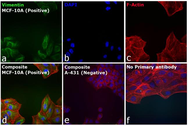 Rabbit IgG (Heavy chain) Secondary Antibody in Immunocytochemistry (ICC/IF)