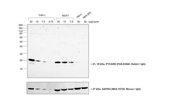 Rabbit IgG (Heavy chain) Secondary Antibody in Western Blot (WB)