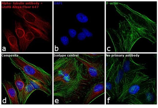 Rabbit IgG (Heavy chain) Secondary Antibody in Immunocytochemistry (ICC/IF)