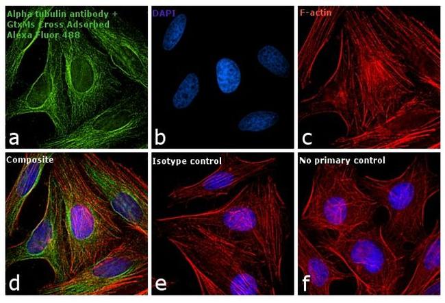 Mouse IgG (H+L) Secondary Antibody in Immunocytochemistry (ICC/IF)