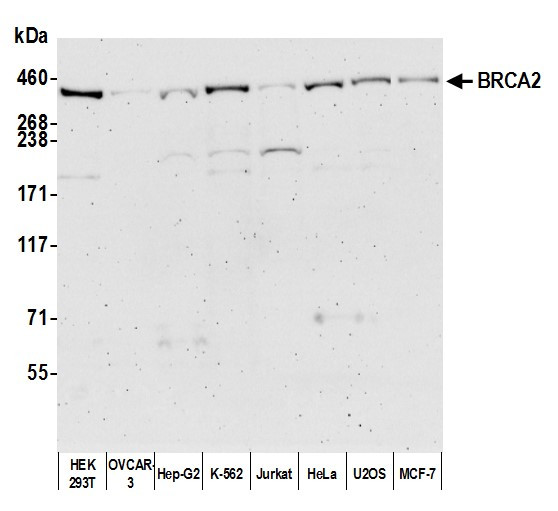 BRCA2 Antibody in Western Blot (WB)