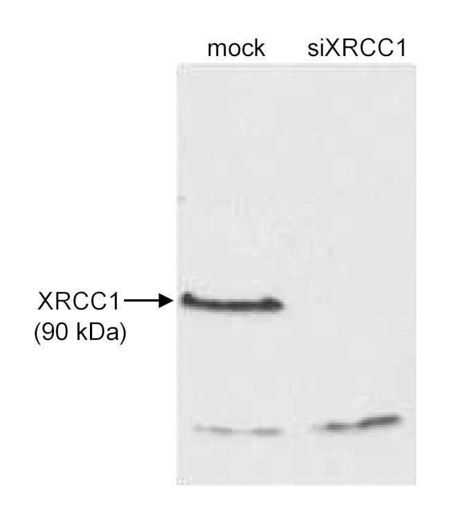 XRCC1 Antibody in Western Blot (WB)