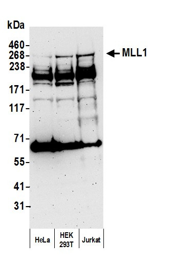 MLL1 Antibody in Western Blot (WB)