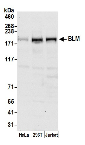 BLM Antibody in Western Blot (WB)