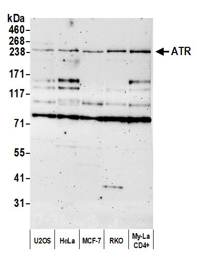 ATR Antibody in Western Blot (WB)