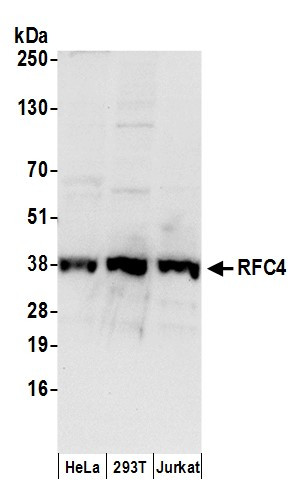 RFC4 Antibody in Western Blot (WB)