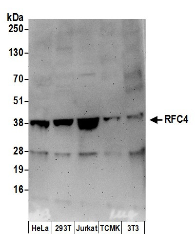 RFC4 Antibody in Western Blot (WB)