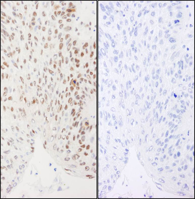 Phospho-XRCC1 (Ser461) Antibody in Immunohistochemistry (Paraffin) (IHC (P))