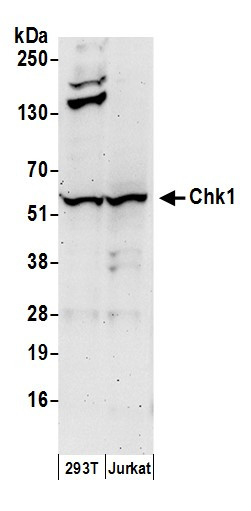 Chk1 Antibody in Western Blot (WB)