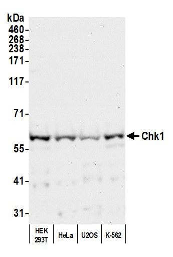 Chk1 Antibody in Western Blot (WB)