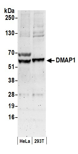 DMAP1 Antibody in Western Blot (WB)