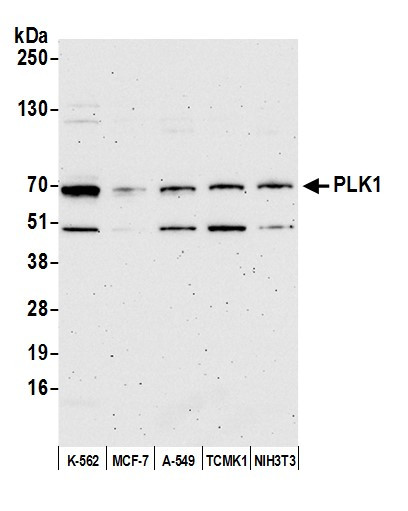 PLK1 Antibody in Western Blot (WB)