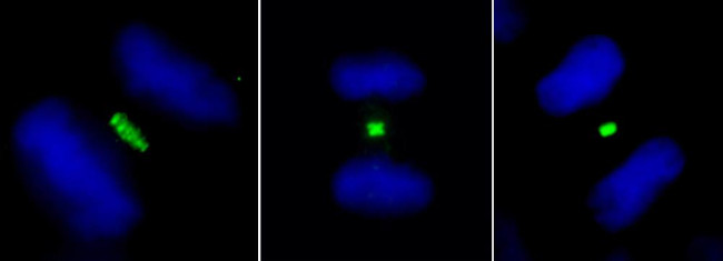 PLK1 Antibody in Immunocytochemistry (ICC/IF)